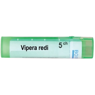 Vipera redi 5 ch