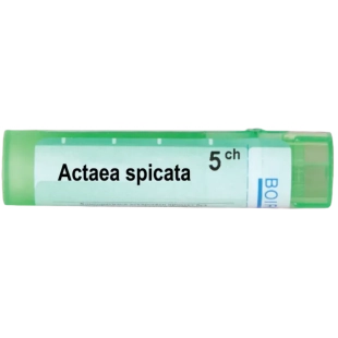 Actaea spicata 5 ch
