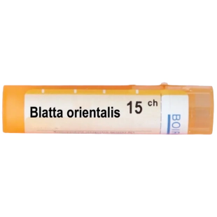 Blatta orientalis 15ch