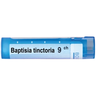 Baptisia tinctoria 9 ch