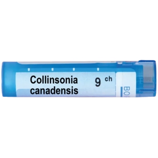Collinsonia canadensis 9 ch