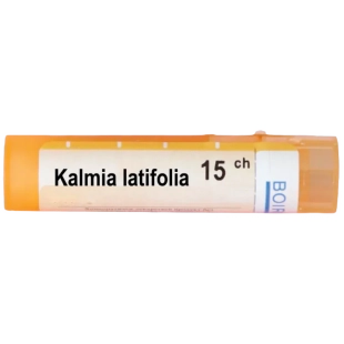 Kalmia latifolia 15 ch