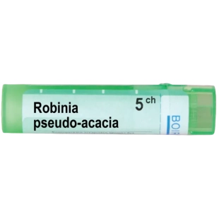 Robinia pseudo acacia 5 ch