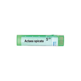 Actaea spicata 9 ch