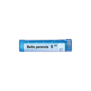 Bellis perennis 9 ch