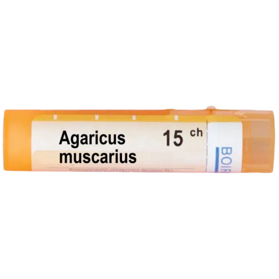 Agaricus muscarius 15 ch