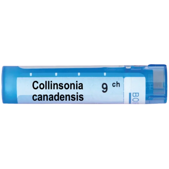 Collinsonia canadensis 9 ch