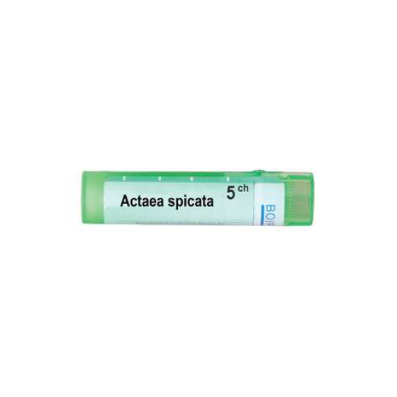 Actaea spicata 9 ch