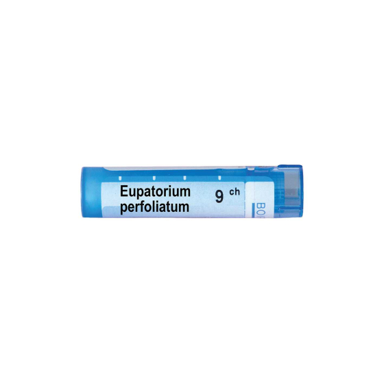 Eupatorium perfoliatum 5ch